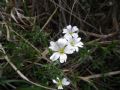 Cerastium arvense